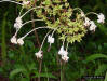 Turks Turban flowers