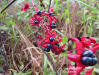 Turks Turban, Skyrocket (Clerodendrum indicum) fruit