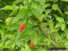 Turkscap Mallow (Malvaviscus penduliflorus DC)