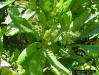 Image - Varnishleaf (Dodonaea viscosa)