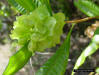 Image - Varnishleaf fruit