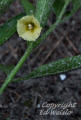 Walters groundcherry flower detail