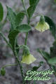 Walters groundcherry ( Physalis walteri )