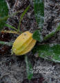 Walters groundcherry fruit detail