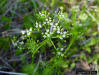 Water Cowbane (Oxypolis filiformis (Walter)Britton)