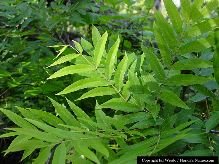 Important For Wildlife (fruit) Tree. Leaves A... - Flashcard