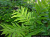 Image - Water Hickory leaf, (Carya aquatica)