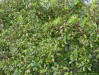 Wax myrtle (Myrica cerifera)