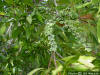 Image - Wax myrtle (Myrica cerifera)