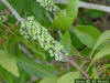 Wax myrtle fruit