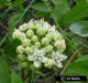 White Twinevine flower head