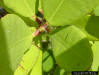 White mangrove leaf with salt glands