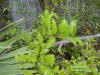 Wild lime, Hog-plum, Tallowwood (Ximenia americana) image