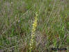 Yellow Colic Root (Aletris luta Sm.)