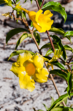 Allamanda cathartica flowers detail image