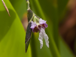 Alligator Flag (Thalia geniculata L.) flower detail