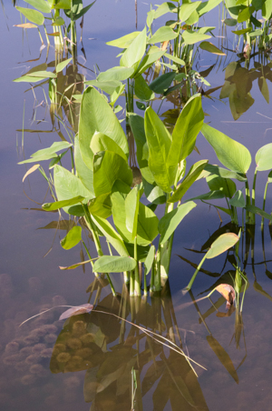 Alligator Flag - Thalia geniculata