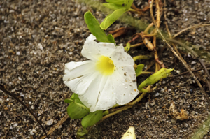 Beach Morning-glory flower detail