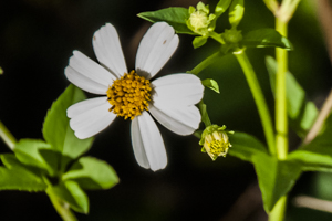 Bidens alba flower detail