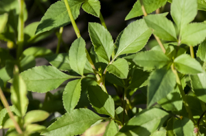 Bidens alba leaf detail