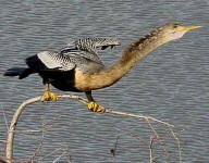 Anhinga - Anhinga anhinga in breeding plumage.