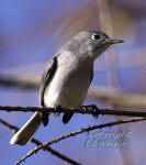 Blue-grey Gnatcatcher (Polioptila caerulea)