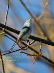 Blue-grey Gnatcatcher