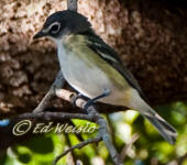 Blue headed Vireo