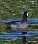 American Coot - Fulica americana