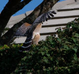 Red- shouldered Hawk