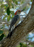 Red-bellied woodpecker