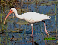 White Ibis - Eudocimus albus wading in a Florida swamp.