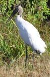 Wood stork