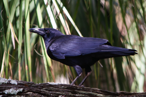 American Crow