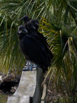 A group of Black Vultures, Coragyps atratus.