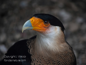 Crested Caracara