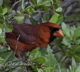 A male Nothern Cardinal, Cadinalis cardinalis.