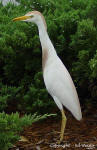 Cattle Egret -  Bubulcus ibis