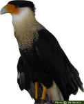 Crested Caracara - Polyborus plancus