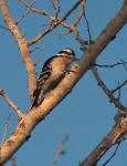 Downy Woodpecker - Picoides pubescens