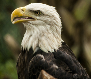 Bald eagle