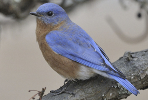 Eastern Bluebird - Sialia sialis