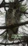 Great Horned Owl