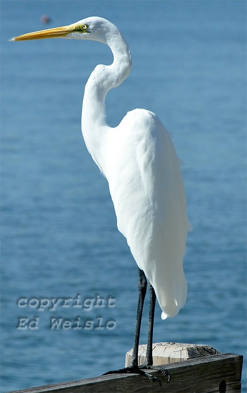 Great Egret (Ardea alba) known by it's large size & yellow beak