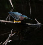 Image  - Green Heron perched on a branch just above the waters surface