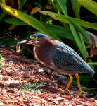 A Green Heron catches a big tadpole.