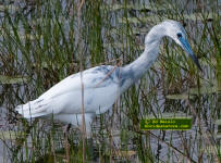 A juvenile little Blue heron in a Florida marsh.