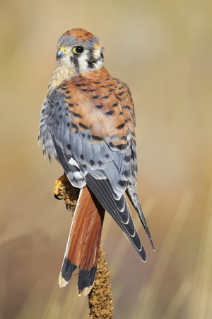 American Kestral - Male, dorsal view