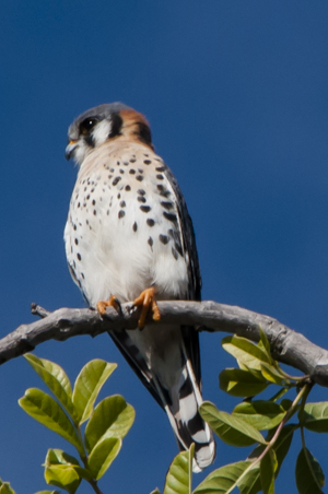 American Kestral - male