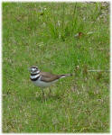 Charadrius vociferus - Killdeer